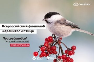 Россия: Стартовал всероссийский флешмоб «Хранители птиц» Россия: Стартовал всероссийский флешмоб «Хранители птиц»