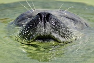 Мир: Ученые узнали, как тюлени хлопают