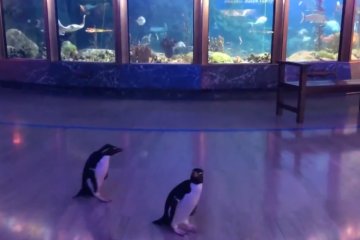 Мир: Пингвины океанариума в Чикаго улыбались и махали 