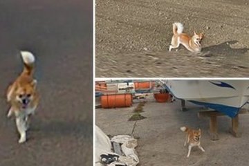 Забавный пес испортил панораму Google Maps и прославился Забавный пес испортил панораму Google Maps и прославился