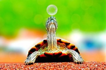 Мир: Всемирный день черепахи