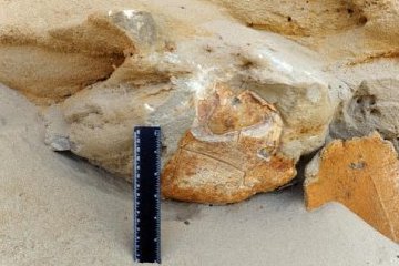Ставропольский край: Сотрудники СКФУ обнаружили окаменелые останки древней черепахи