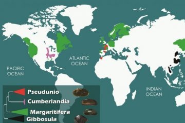 Международная коллаборация ученых открыла новое подсемейство пресноводных моллюсков-жемчужниц в Китае Международная коллаборация ученых открыла новое подсемейство пресноводных моллюсков-жемчужниц в Китае