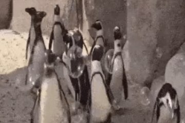 Мир: Как обрадовать пингвина?