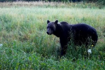 Архангельская область: Медведи набивают брюшко