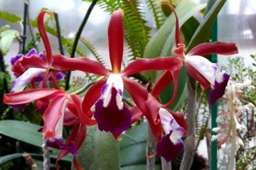 Томская область: Зимние орхидеи