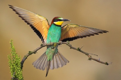 Птицы Пермского Края Описание Фото