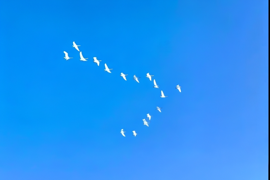 Лебединое чудо среди многоэтажек: что происходит на озере Пионерское? Лебединое чудо среди многоэтажек: что происходит на озере Пионерское?