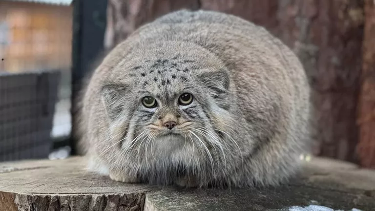 Добрые новости недели Добрые новости недели