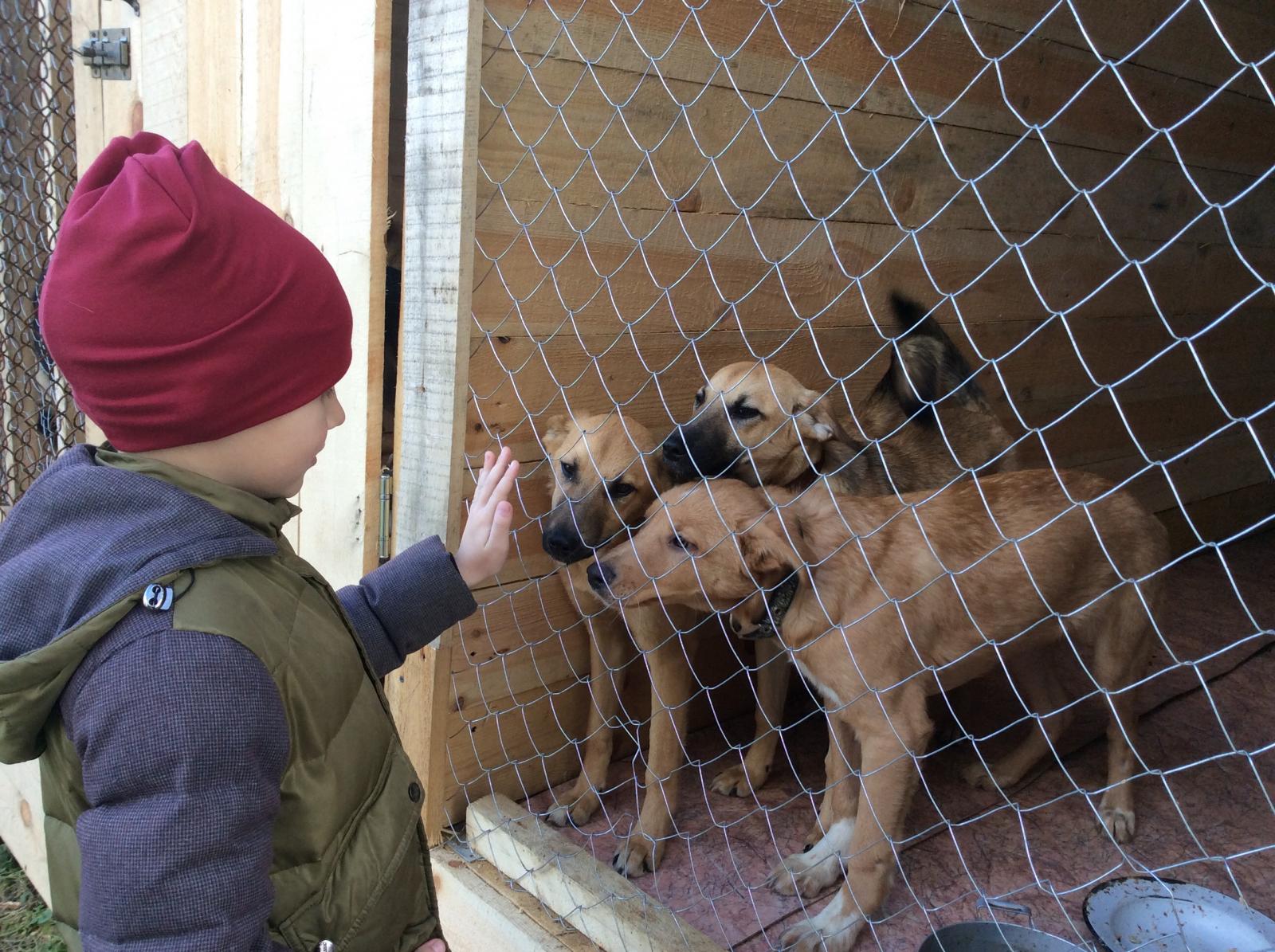 Приют человек помогите людям. Приют для животных Донецк ПИФ. Приют для собак. Приют для бездомных животных. Животные в приюте.